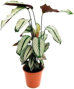 POWERS TO FLOWERS - CALATHEA WHITE STAR, VASO 19CM, pianta vera
