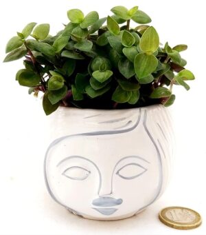 POWERS TO FLOWERS - CALLISIA MINI IN VASO CERAMICA SIGNORINA, Pianta vera