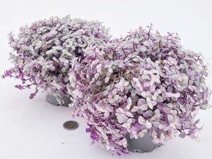 POWERS TO FLOWERS - CALLISIA ROSATO PINK LADY, 2 PIANTE, vaso 12cm diametro, piante vere