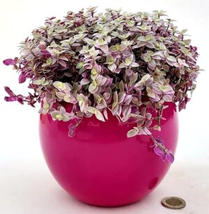 POWERS TO FLOWERS - CALLISIA ROSATO PINK LADY IN VASO CERAMICA FUCSIA STONDATO, pianta vera