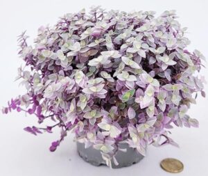POWERS TO FLOWERS - CALLISIA ROSATO PINK LADY, vaso 12cm diametro, pianta vera