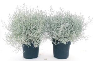 POWERS TO FLOWERS - CALOCEPHALUS XL VASO 17cm, 2 Piante, piante vere