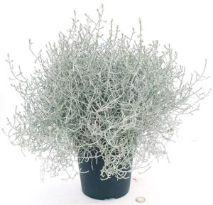 POWERS TO FLOWERS - CALOCEPHALUS XL VASO 17cm, pianta vera