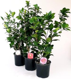 POWERS TO FLOWERS - CAMELIA JAPONICA a FIORE GRANDE PROFUMATE TRIS: ROSA, BIANCA E ROSSA XXL, vaso 20cm Diametro, altezza 70cm, piante vere