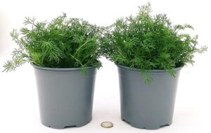 POWERS TO FLOWERS - CAMOMILLA BIO, ANTHEMIS NOBILIS, 2 PIANTE, piante vere