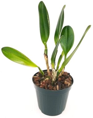 POWERS TO FLOWERS - CATTLEYA vaso 14cm diametro, pianta vera