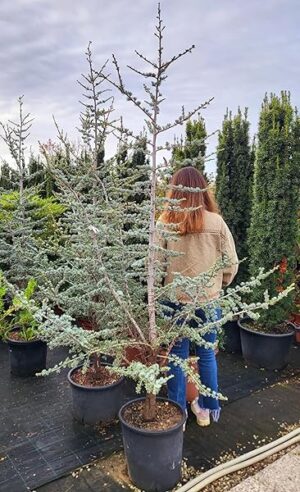 POWERS TO FLOWERS - CEDRO ATLANTICO, CEDRUS ATLANTA GLAUCA, VASO 35 CM, ALTEZZA 180cm, pianta vera