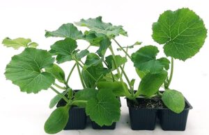 POWERS TO FLOWERS - CETRIOLO LUNGO e CORTO, 8 PIANTE BIO, Piante vere