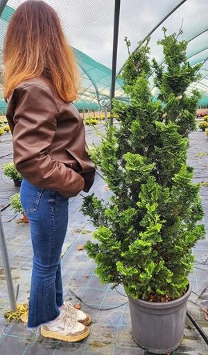 POWERS TO FLOWERS - CHAMAECYPARIS OBTUSA NANA, altezza 140cm, piante vere