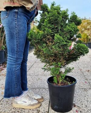 POWERS TO FLOWERS - CHAMAECYPARIS OBTUSA NANA, altezza 80cm, piante vere