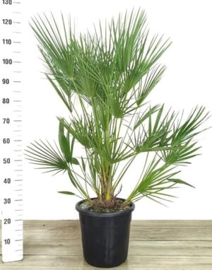 POWERS TO FLOWERS - CHAMAEROPS HUMILIS, PALMA SAN PIETRO, VASO 28cm ALTEZZ 100CM, pianta vera