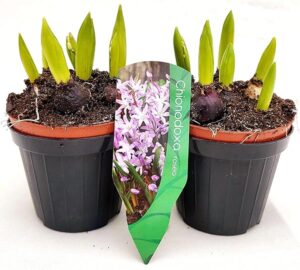 POWERS TO FLOWERS - CHIONODOXA ROSEA, 2 PIANTE, VASO 10CM DIAMETRO, piante vere