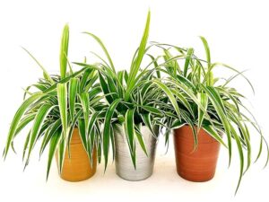 POWERS TO FLOWERS - CHLOROPHYTUM, FALANGIO 3 PIANTE, IN VASO CERAMICA ORO - ARGENTO - BROBZO, vaso 12cm, piante vere