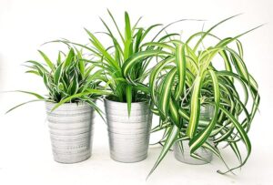 POWERS TO FLOWERS - CHLOROPHYTUM TRIS, BONNIE, VERDE, OCEAN IN VASO CERAMICA ARGENTO, vaso 13cm, piante vere