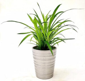 POWERS TO FLOWERS - CHLOROPHYTUM VERDE IN VASO CERAMICA ARGENTATO, VASO 13cm diametro, pianta vera