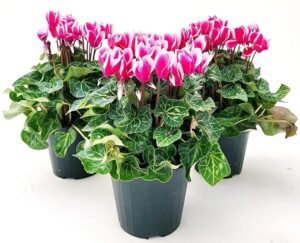 POWERS TO FLOWERS - CICLAMINO A FIORE PICCOLO PROFUMATO, CICLAMINO "MINI" FUCSIA, 3 PIANTE, VASO 10CM, piante vere