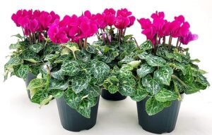 POWERS TO FLOWERS - CICLAMINO A FIORE PICCOLO PROFUMATO, CICLAMINO "MINI" FUCSIA, 4 PIANTE, VASO 10CM, piante vere