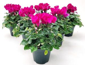 POWERS TO FLOWERS - CICLAMINO A FIORE PICCOLO PROFUMATO, CICLAMINO "MINI" FUCSIA, 6 PIANTE, VASO 10CM, piante vere