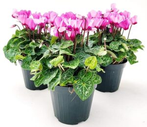 POWERS TO FLOWERS - CICLAMINO A FIORE PICCOLO PROFUMATO, CICLAMINO "MINI" ROSA, 3 PIANTE, VASO 10CM, piante vere