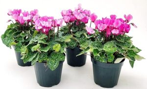 POWERS TO FLOWERS - CICLAMINO A FIORE PICCOLO PROFUMATO, CICLAMINO "MINI" ROSA, 4 PIANTE, VASO 10CM, piante vere