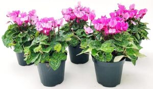 POWERS TO FLOWERS - CICLAMINO A FIORE PICCOLO PROFUMATO, CICLAMINO "MINI" ROSA, 5 PIANTE, VASO 10CM, piante vere