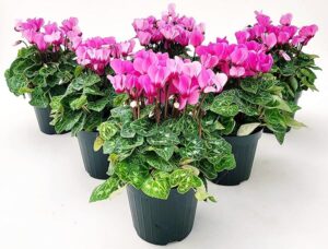 POWERS TO FLOWERS - CICLAMINO A FIORE PICCOLO PROFUMATO, CICLAMINO "MINI" ROSA, 6 PIANTE, VASO 10CM, piante vere