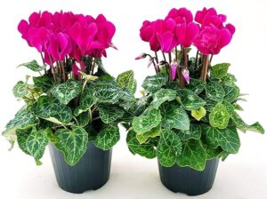 POWERS TO FLOWERS - CICLAMINO SUPERSERIE FUCSIA, FIORITURA EXTRA, 2 PIANTE, VASO 12CM, piante vere