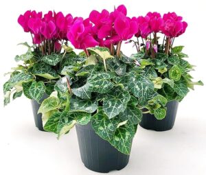 POWERS TO FLOWERS - CICLAMINO SUPERSERIE FUCSIA, FIORITURA EXTRA, 3 PIANTE, VASO 12CM, piante vere