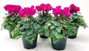 POWERS TO FLOWERS - CICLAMINO SUPERSERIE FUCSIA, FIORITURA EXTRA, 5 PIANTE, VASO 12CM, piante vere
