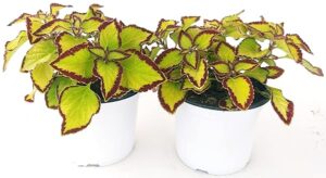 POWERS TO FLOWERS - COLEUS FOGLIA BICOLORE ( VERDE E BORDEAUX), 2 PIANTE, piante vere
