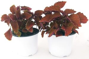 POWERS TO FLOWERS - COLEUS FOGLIA BORDEAUX, 2 PIANTE, piante vere