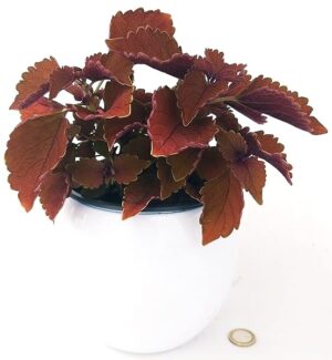 POWERS TO FLOWERS - COLEUS FOGLIA BORDEAUX IN VASO CERAMICA BIANCO, pianta vera