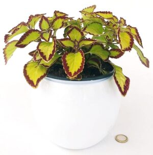 POWERS TO FLOWERS - COLEUS FOGLIA VERDE E BORDEAUX, IN VASO CERAMICA BIANCO, pianta vera