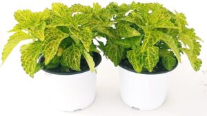 POWERS TO FLOWERS - COLEUS FOGLIA VERDE-LIME, 2 PIANTE, piante vere
