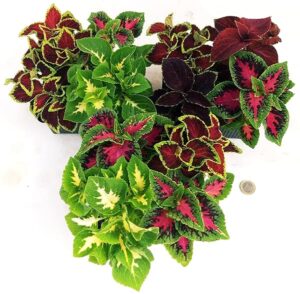 POWERS TO FLOWERS - COLEUS MIX IN VASCHETTA, 12 PIANTE, piante vere