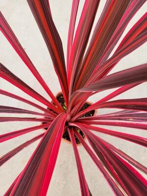POWERS TO FLOWERS - CORDILINE AUSTRALYS ELETRIC PINK, Vaso 18cm diametro, pianta vera