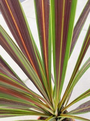POWERS TO FLOWERS - CORDILINE AUSTRALYS ELETRIC STAR, Vaso 18cm diametro, pianta vera