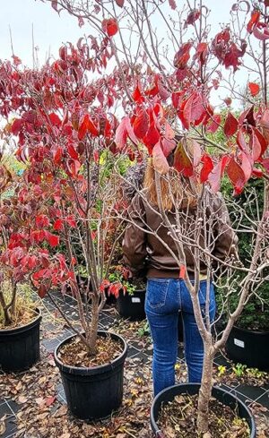 POWERS TO FLOWERS - CORNUS FLORIDA, VASO 40CM, pianta vera
