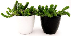 POWERS TO FLOWERS - CRASSULA HOTTENTOT, COLLANA DI GIADA, 2 PIANTE IN VASO CERAMICA BIANCO e NERO A RIGHE, vaso 11cm, piante vere