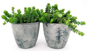 POWERS TO FLOWERS - CRASSULA HOTTENTOT, COLLANA DI GIADA, 2 PIANTE IN VASO CERAMICA RUSTICO, vaso 11cm, piante vere