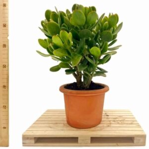 POWERS TO FLOWERS - CRASSULA OVATA, ALBERO DI GIADA, VASO COCCIO NATURALE 14CM DIAMETRO, pianta vera