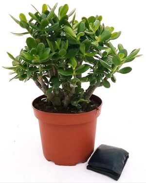 POWERS TO FLOWERS - CRASSULA OVATA, ALBERO DI GIADA, XXL VASO 24, pianta vera