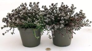 POWERS TO FLOWERS - CRASSULA SCHMIDTII BIANCA 2 PIANTE, piante vere