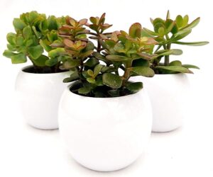 POWERS TO FLOWERS - CRASSULA SET 3 PEZZI IN VASO CERAMICA BIANCO SFERICO, ALBERO DI GIADA, piante vere