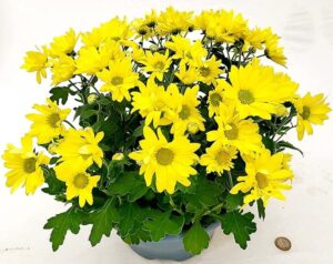 POWERS TO FLOWERS - CRISANTEMO GIALLO, CIOTOLA VASO 22CM, Pianta Vera