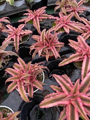 POWERS TO FLOWERS - CRYPTANTHUS ROSA VASO 11CM DIAMETRO, 3 PIANTE, Pianta vera