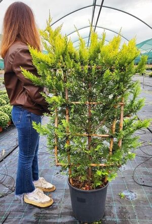 POWERS TO FLOWERS - CUPRESSOCYPARIS LEYLANDII GOLD RIDER SPALLIERA, 2 PIANTE, CIPRESSO, CONIFERA, piante vere