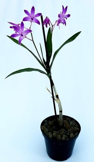 POWERS TO FLOWERS - DENDROBIUM KINGIANUM, pianta vera