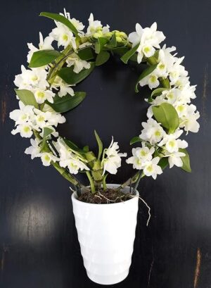 POWERS TO FLOWERS - DENDROBIUM NOBILE ARCO, ORCHIDEA, IN VASO CERAMICA BIANCA A CERCHI CONCENTRICI, pianta vera