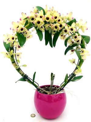 POWERS TO FLOWERS - DENDROBIUM NOBILE AVORIO AD ARCO, IN VASO CERAMICA FUCSIA SFERICO, ORCHIDEA, pianta vera